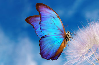 Morpho butterfly and dandelion.