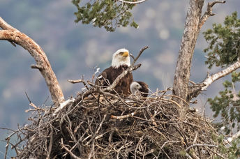 Mother and baby bald eagles in nest.