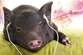 A pig relaxes while listening to music.