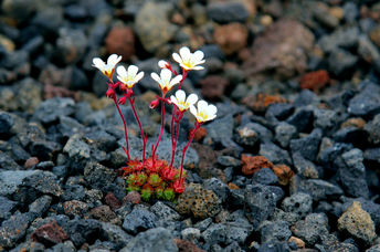 Small saxifrage flowers growing on a lava field in Iceland.