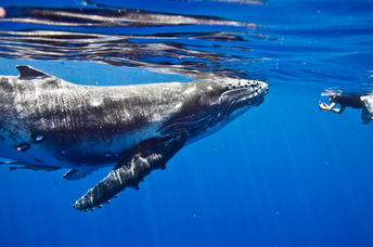 Humpback whale greeting human.