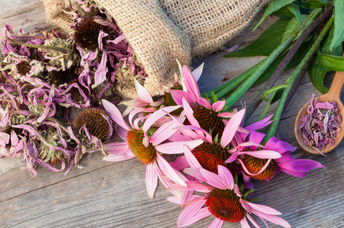 Echinacea is a medicinal herb with antiviral properties.