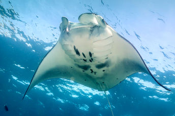 Meet the thriving manta ray hotspot!