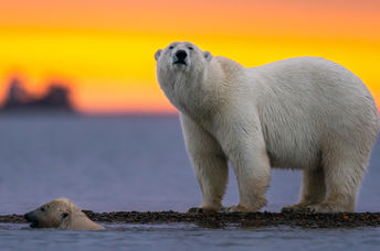 A polar bear and her cub at sunset.
