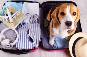 Don't leave pets behind when you go on vacation.