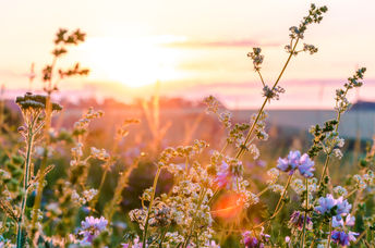 Wildflowers in a meadow at sunset.