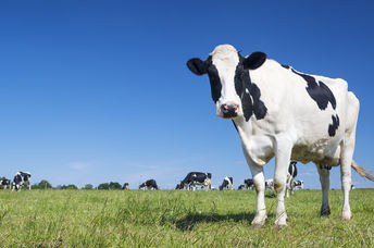 A Dairy cow grazing.