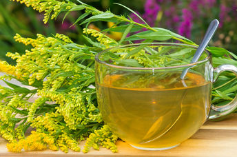 Brew some goldenrod tea for health benefits.