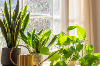 Houseplants can clean the air in your home.