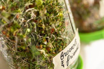 Growing a variety of sprouts in a mason jar.