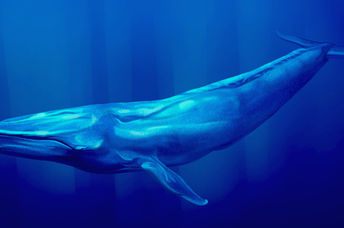 Blue whales are the largest animal.