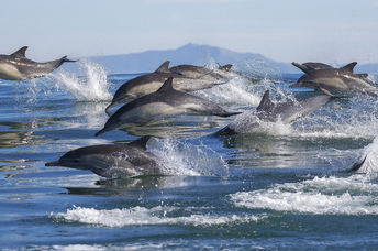 Dolphins Stampede through the Water.
