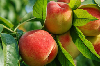 Ripe peaches that are ready to be picked.