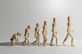 Human evolution.
