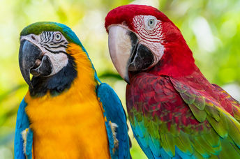 A pair of colorful macaws.