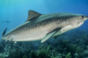 A tiger shark swims above seagrass.