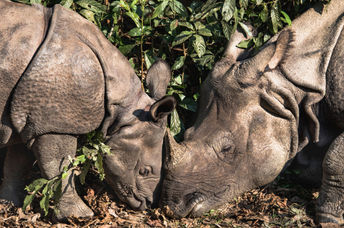 A one-horned rhino baby with its mother.