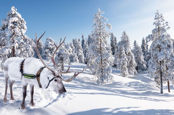 White reindeer are very rare in European herds.