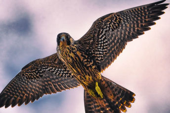 A Peregrine falcon in flight.