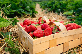 Fresh strawberries.