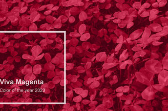 viva Magenta is the color of the year