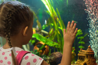 Girl watching fish swim in a  home aquarium.