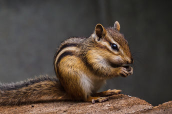 Cute Chipmunk.