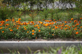 Flowers in the park.