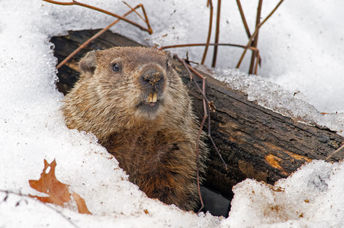 Groundhog leaving its burrow.