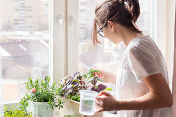 Woman watering houseplants .
