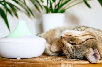 Essential oil diffusers freshen the air in your home naturally.