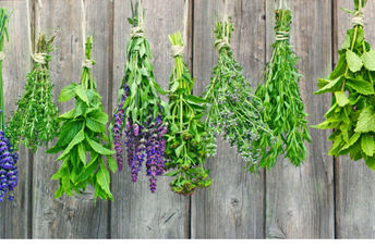 Fresh herbs hanging out to dry.