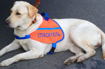 A search and rescue dog.