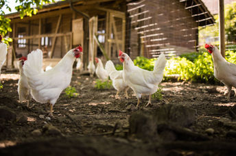 Free-range chickens in a permaculture-style garden.