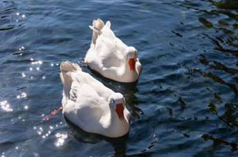 A pair of geese enjoying the water.