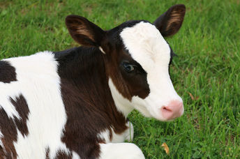 A young Holstein calf.