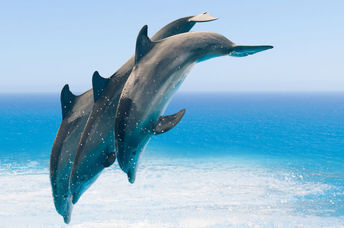 Dolphins jumping in the sea.