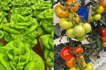 fresh pesticide-free produce grown hydroponically.