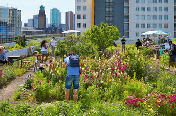 A green roof garden in the Netherlands.