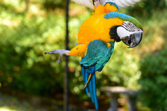 Beautiful pet macaw parrot.