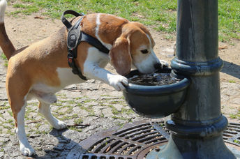 Pup drinking water at the dog park.