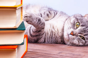 Gray tabby cat in a library.