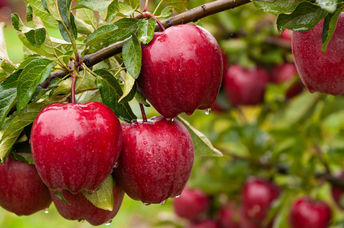 Apples that are ready to be picked.