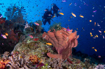 Coral, fish, and divers on the Great Barrier Reef.