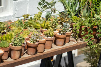 Plant exchange stand.