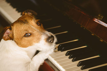 Musical dog