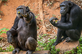 Chimpanzees in a zoo.
