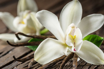 Vanilla flowers and bean pods.