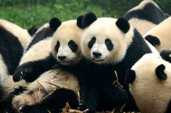 A group of playful pandas.