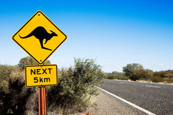 Kangaroo crossing in the Australian outback.